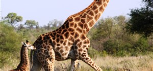 The African Giraffe